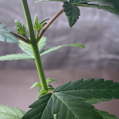MD growlog timeline photo