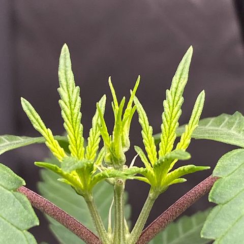 MD growlog timeline photo