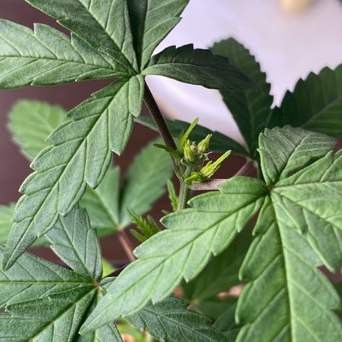 MD growlog timeline photo