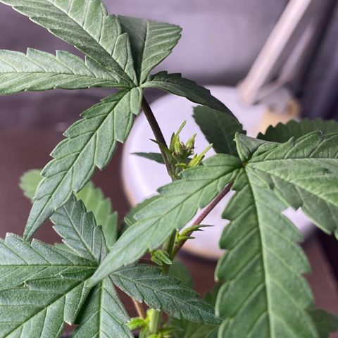 MD growlog timeline photo