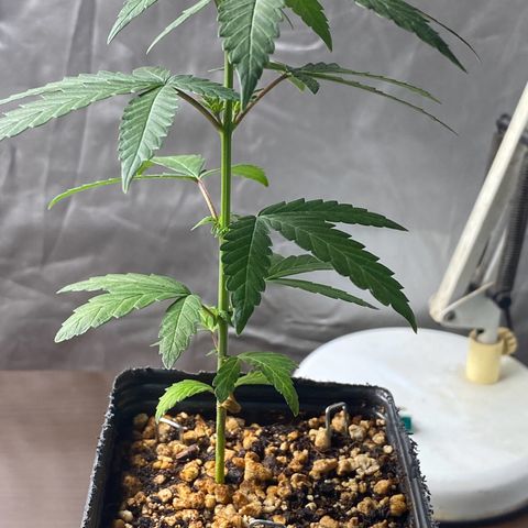 MD growlog timeline photo