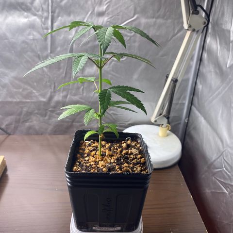 MD growlog timeline photo