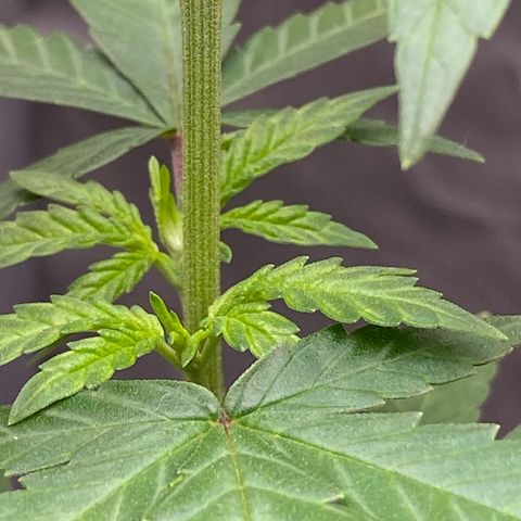 MD growlog timeline photo