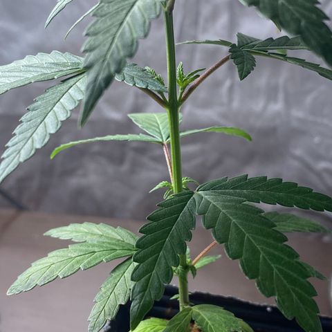 MD growlog timeline photo