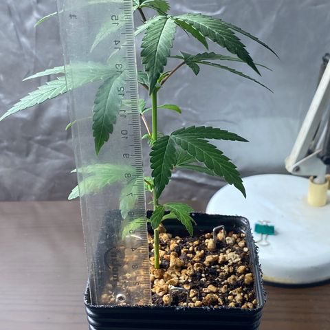 MD growlog timeline photo