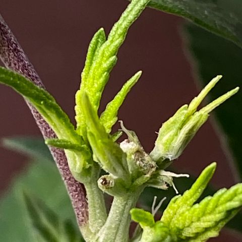 MD growlog timeline photo
