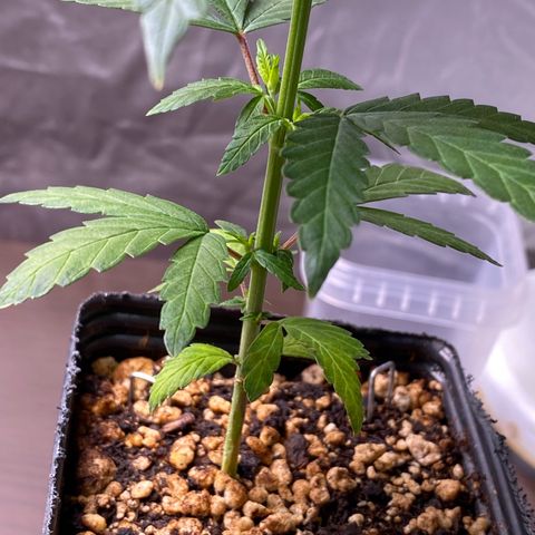 MD growlog timeline photo