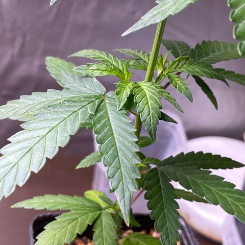MD growlog timeline photo