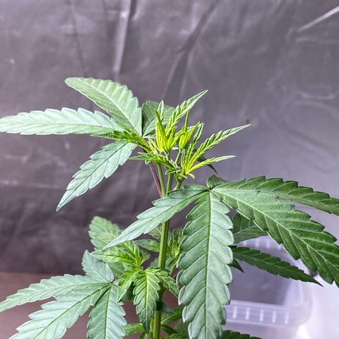 MD growlog timeline photo