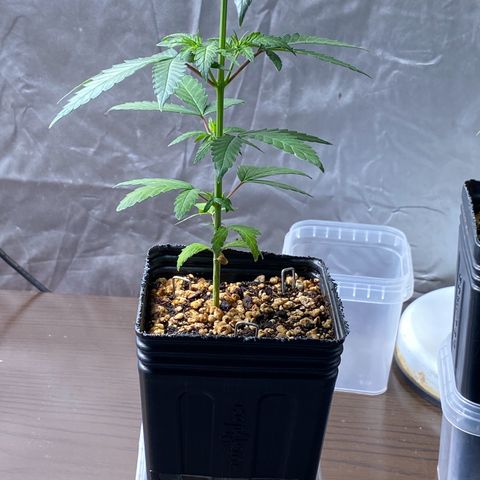 MD growlog timeline photo