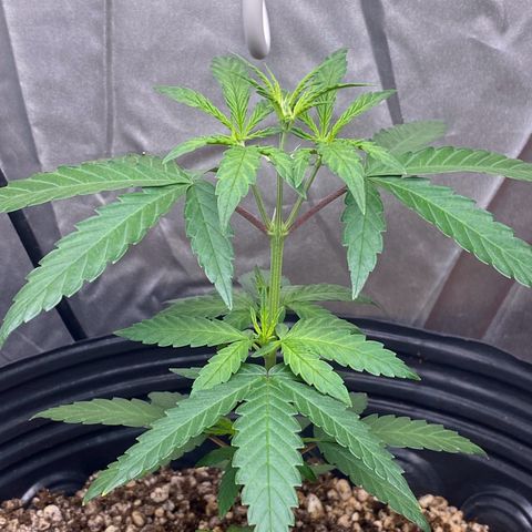 MD growlog timeline photo