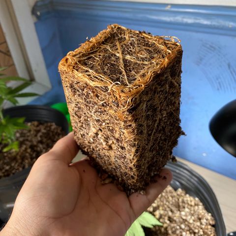 MD growlog timeline photo