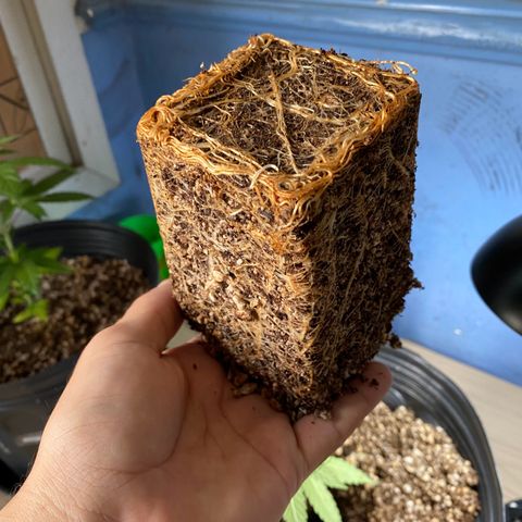 MD growlog timeline photo