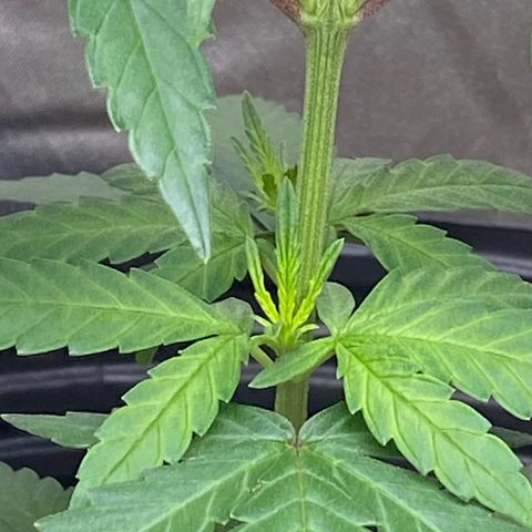 MD growlog timeline photo