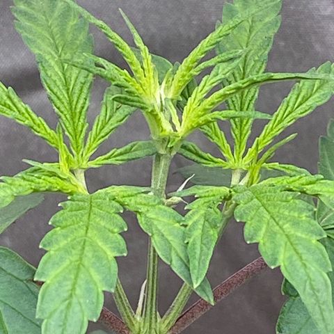 MD growlog timeline photo