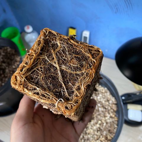 MD growlog timeline photo