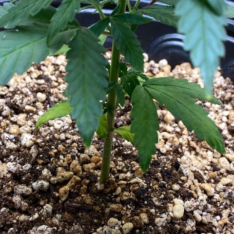MD growlog timeline photo