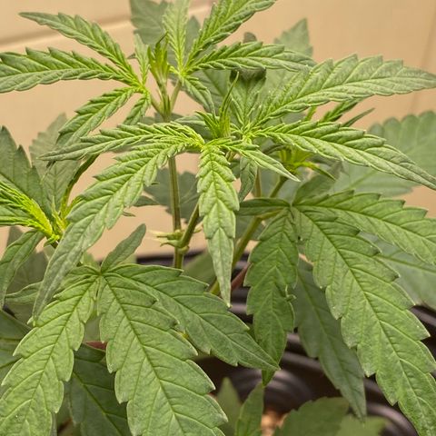 MD growlog timeline photo