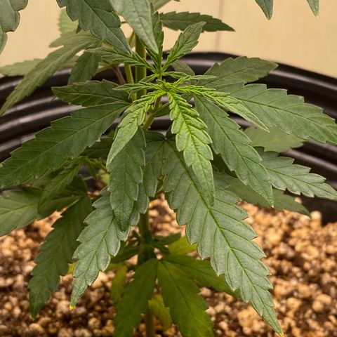 MD growlog timeline photo