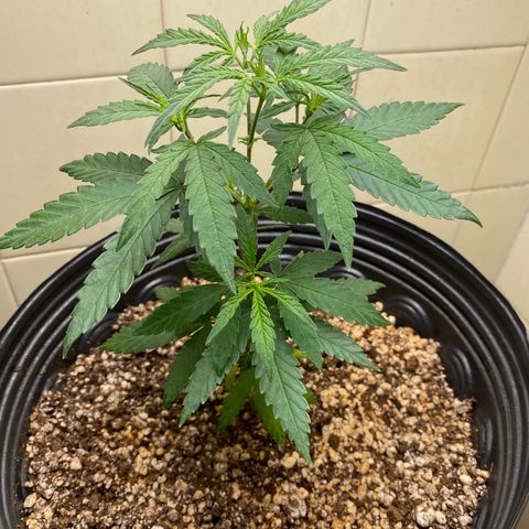 MD growlog timeline photo