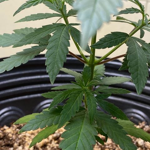MD growlog timeline photo