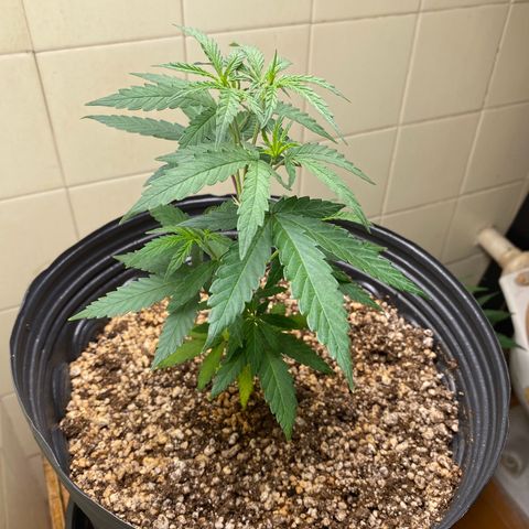 MD growlog timeline photo