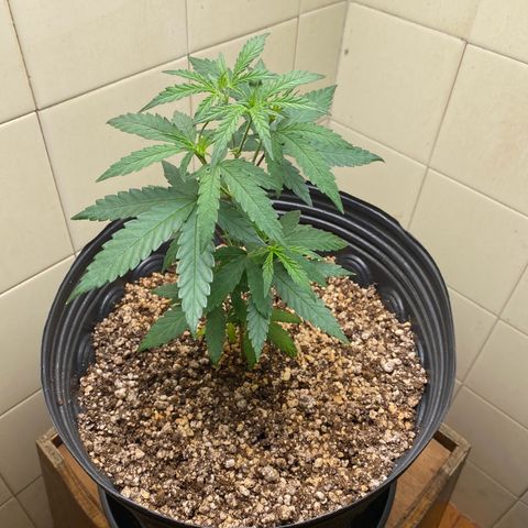MD growlog timeline photo