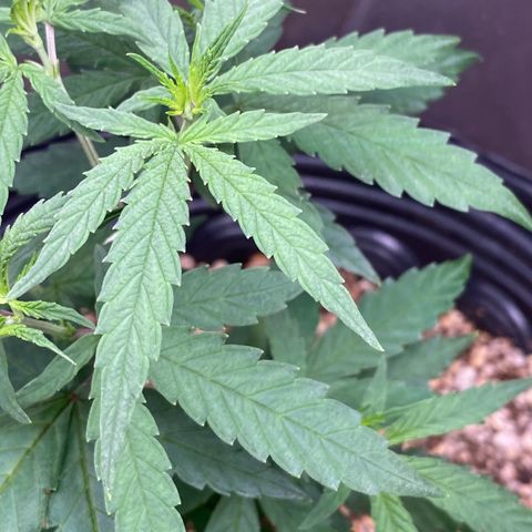 MD growlog timeline photo