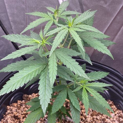 MD growlog timeline photo