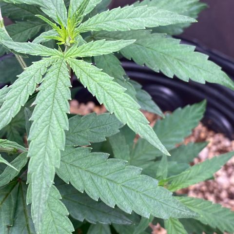 MD growlog timeline photo