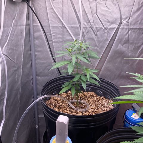 MD growlog timeline photo