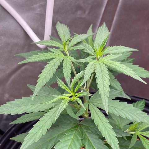 MD growlog timeline photo