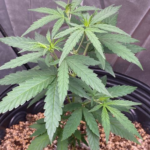 MD growlog timeline photo