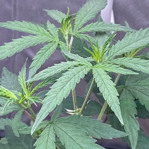 MD growlog timeline photo