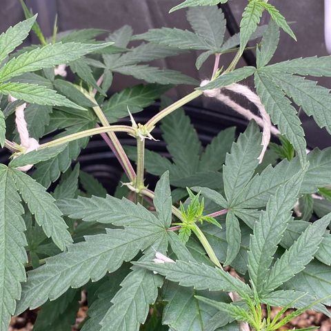 MD growlog timeline photo