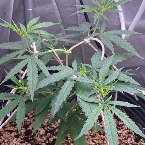 MD growlog timeline photo