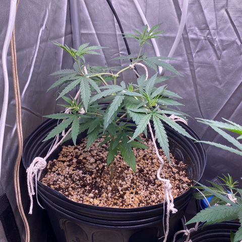 MD growlog timeline photo