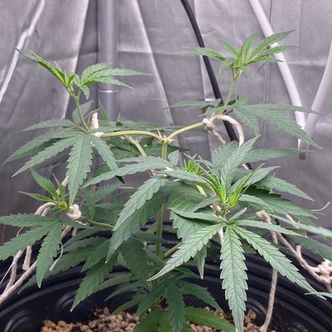 MD growlog timeline photo