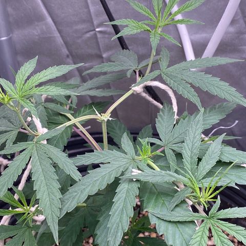MD growlog timeline photo