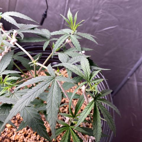 MD growlog timeline photo