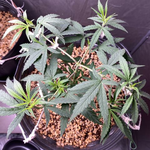 MD growlog timeline photo