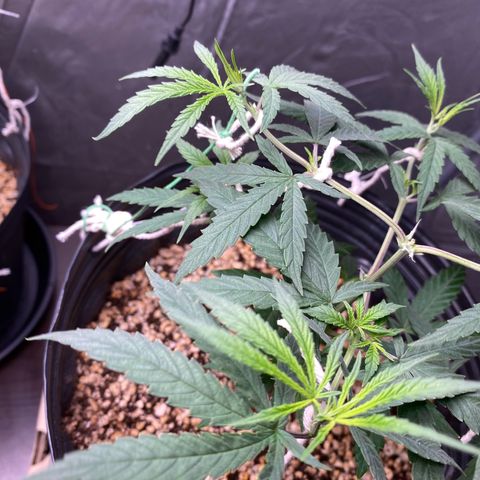 MD growlog timeline photo