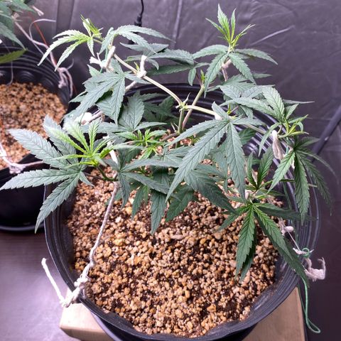 MD growlog timeline photo