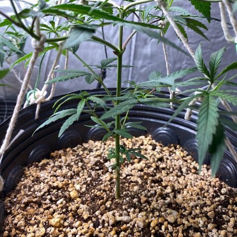 MD growlog timeline photo