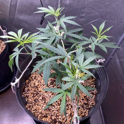 MD growlog timeline photo