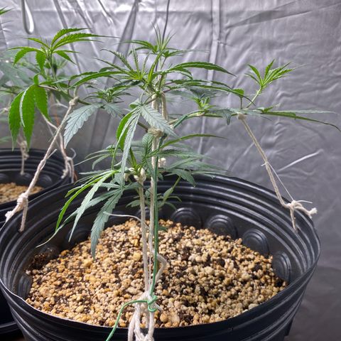 MD growlog timeline photo