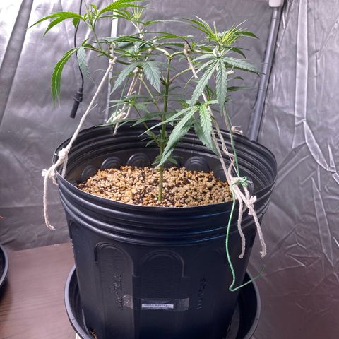 MD growlog timeline photo