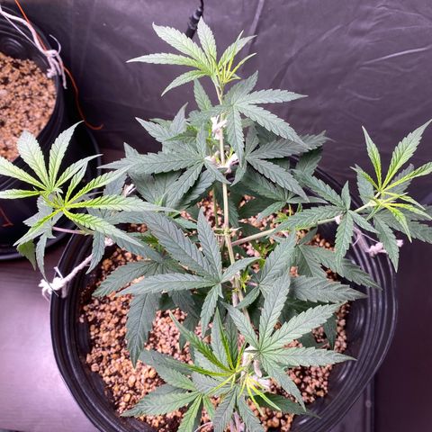 MD growlog timeline photo
