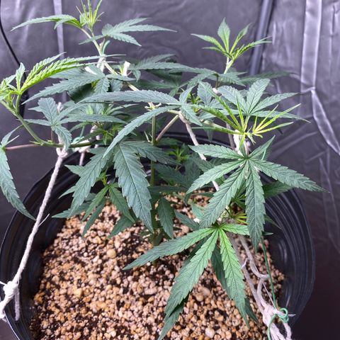 MD growlog timeline photo