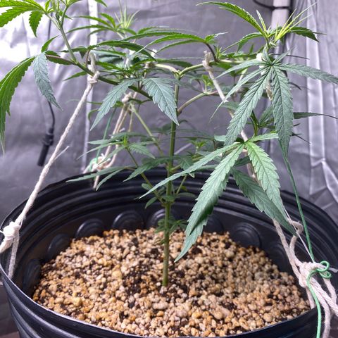MD growlog timeline photo